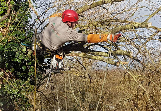 Abattage et élagage des arbres à Bousbecque