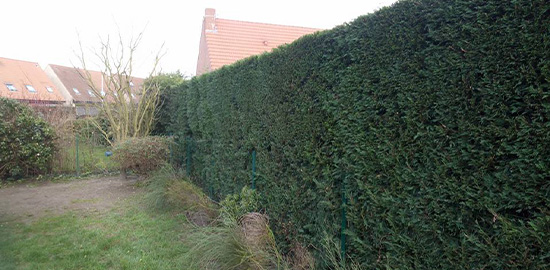 Entretien des haies à Bousbecque