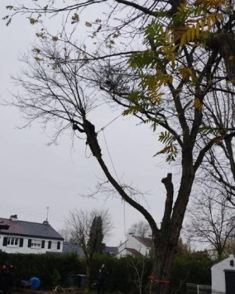 Elagage et abattage arbres et arbustes Halluin et Linselles