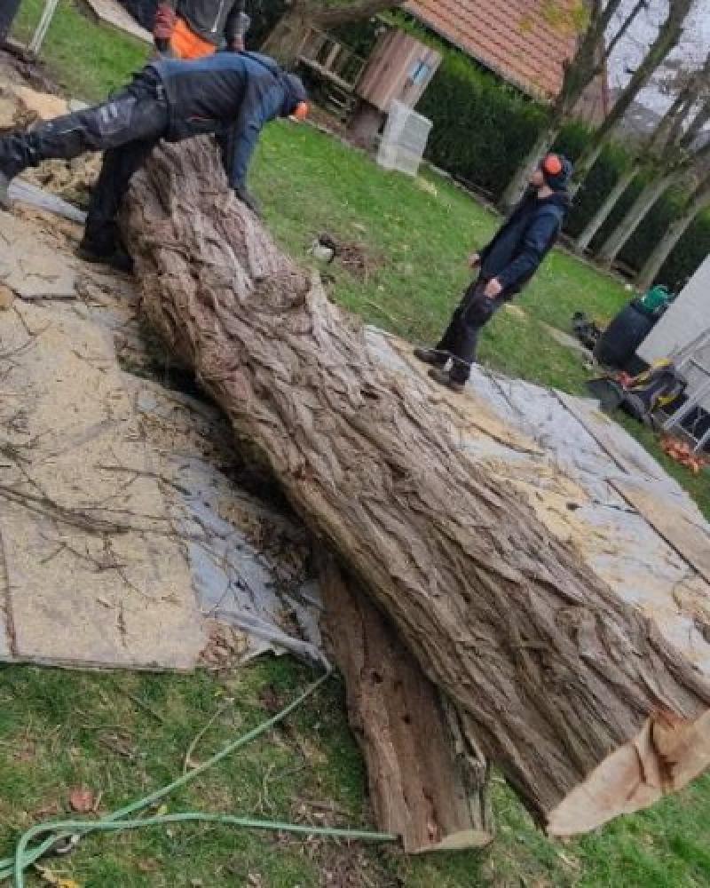 Elagage et abattage arbres et arbustes Halluin et Linselles
